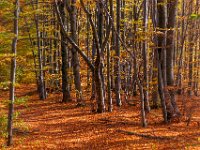 Beskid Niski